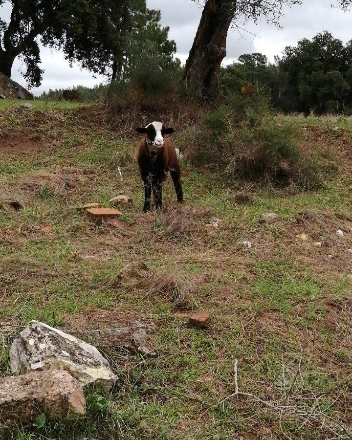 Turismo Rural Casa Da Ceu Amiais de Cima Buitenkant foto